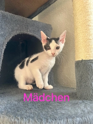 Kitten Mischling abzugeben 