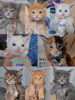 XXL Reinrassige Maine-Coon Kitten Mädchen Katerchen mit Stammbaum