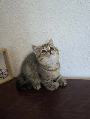 Bkh Kitten Weibchen Abgabebereit 