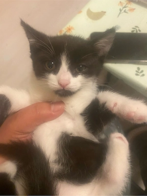 Baby katzen !