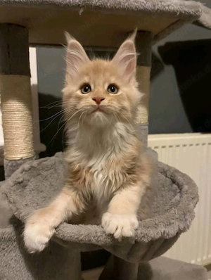 Reinrassige Maine-Coon-Kätzchen verfügbar