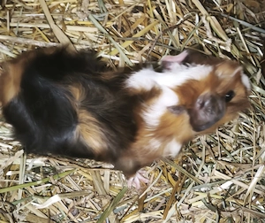 Junge Meerschweinchen