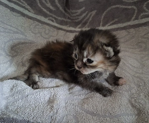 Maine Coons mit XXL Vorfahren suchen liebevolles Zuhause