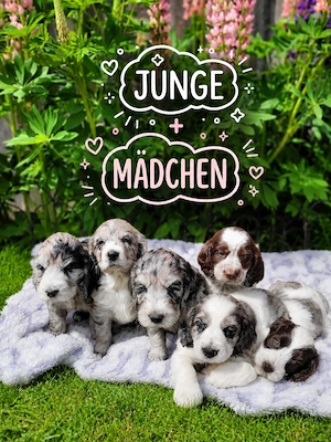 Cockapoo Welpen Harlekin-Merle