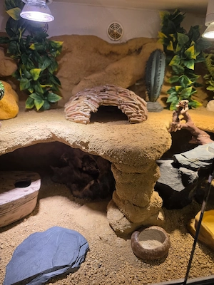 Leopardgeckos 0.1 aus 2025 Bild 4
