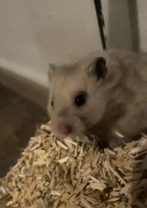 Lieber Goldhamster (6 Monate, mit Papieren) sucht dringend ein katzenfreies Zuhause