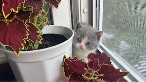 Süße BKH Kitten