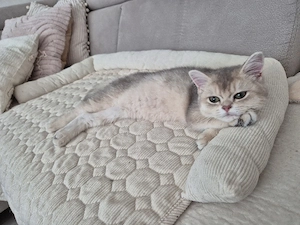 reinrassige BKH Kitten