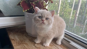 Süße BKH Kitten