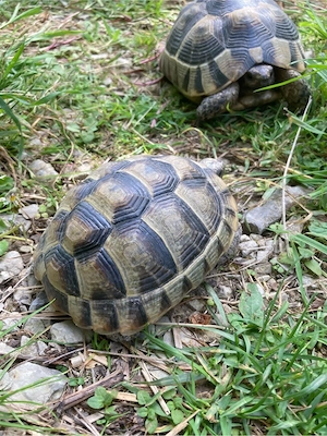 maurische Landschildkröte 2020