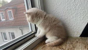 Süße BKH Kitten Bild 4
