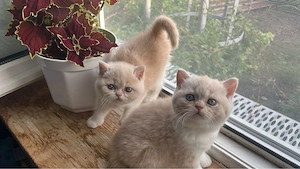 Süße BKH Kitten Bild 3