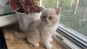 Süße BKH Kitten Bild 5
