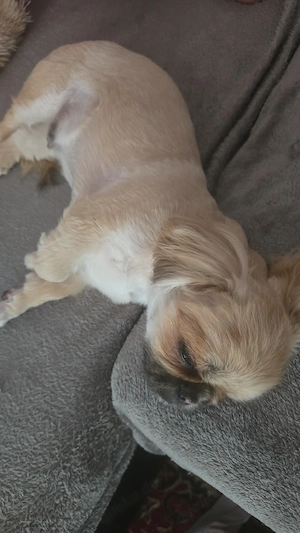 linu  sucht neues Familie 