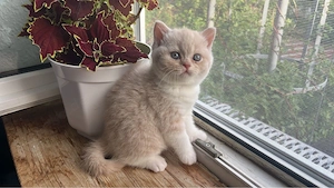 Süße BKH Kitten Bild 2