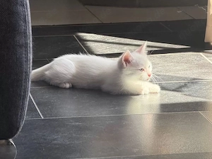 katzen Babys