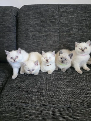 Reinrassig BKH Blue Point 4 Jungen 1 Mädchen 