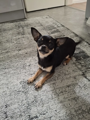 Chihuahua Hündin 