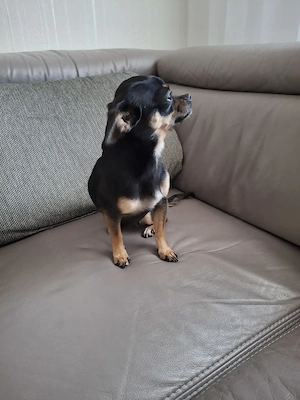 Chihuahua Hündin  Bild 2