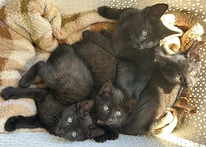 Babykätzchen - Kitten - EKH