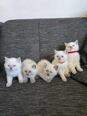 Reinrassig BKH Blue Point 3 Jungen 2 Mädchen 