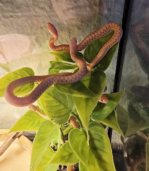 karierte Strumpfbandnattern  albino