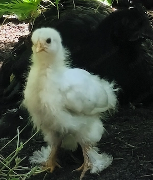 Brahma Hähne&Huhn
