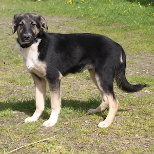 Slim King - Familienanschluss gesucht