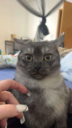 persischer kurzhaar kater 