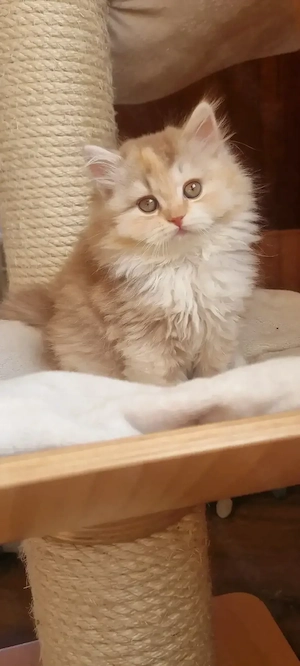 Traumhaftes BLH Kätzchen in cinnamon  silver tortie mit Ahnentafel