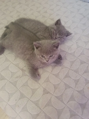 Bkh kitten reinrassig blü 