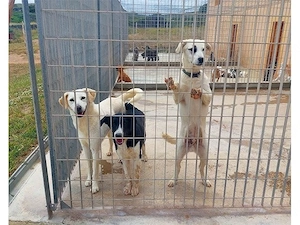 Pirato sucht sein Zuhause (noch auf Sardinien) Bild 2