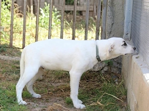 Pirato sucht sein Zuhause (noch auf Sardinien) Bild 4