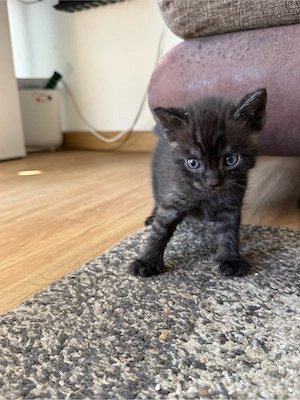 Kitten   1 Mädchen und 1 Junge, BKH-Mix