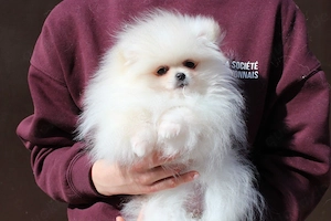 Pomeranian Zwergspitz Welpen