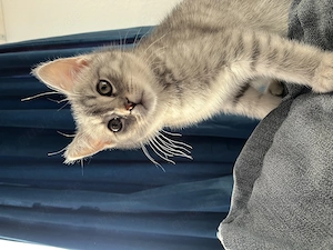 BHK Katze zum verkaufen männlich 