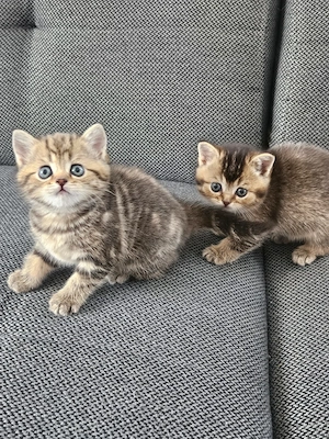  Süße BKH kitten 