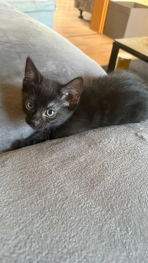 Baby katzen 