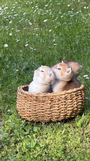 Reinrassige Britisch Kurzhaar Kitten