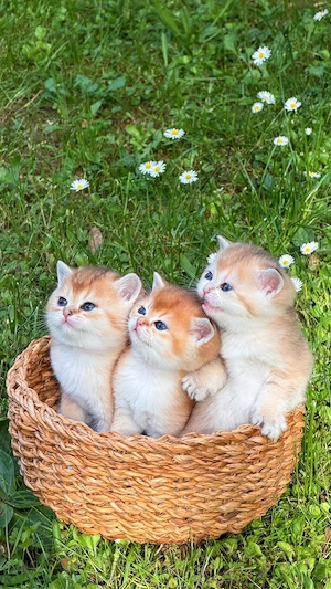 Reinrassige Britisch Kurzhaar Kitten