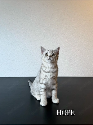 Wunderschöne BKH Kitten Mädchen abzugeben   liebevoll aufgezogen, geimpft & menschenbezogen Bild 3