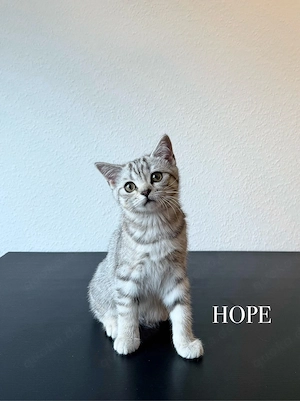 Wunderschöne BKH Kitten Mädchen abzugeben   liebevoll aufgezogen, geimpft & menschenbezogen Bild 4