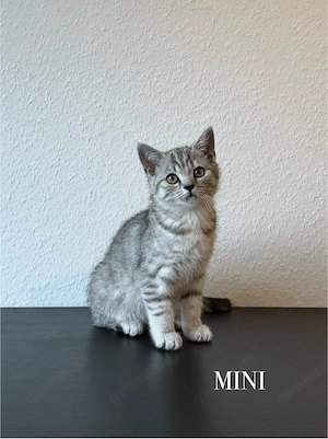 Wunderschöne BKH Kitten Mädchen abzugeben   liebevoll aufgezogen, geimpft & menschenbezogen Bild 6