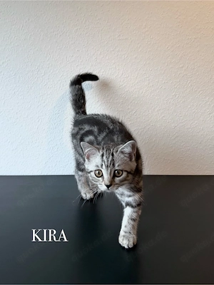 Wunderschöne BKH Kitten Mädchen abzugeben   liebevoll aufgezogen, geimpft & menschenbezogen Bild 8