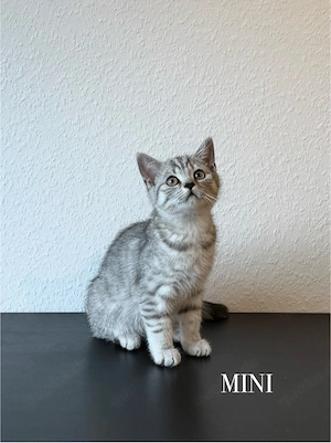 Wunderschöne BKH Kitten Mädchen abzugeben   liebevoll aufgezogen, geimpft & menschenbezogen Bild 5