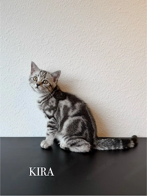 Wunderschöne BKH Kitten Mädchen abzugeben   liebevoll aufgezogen, geimpft & menschenbezogen Bild 7