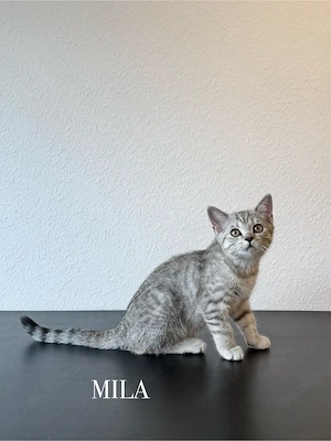 Wunderschöne BKH Kitten Mädchen abzugeben   liebevoll aufgezogen, geimpft & menschenbezogen Bild 10