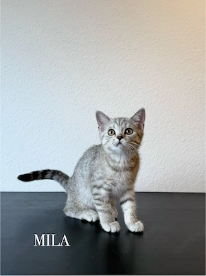 Wunderschöne BKH Kitten Mädchen abzugeben   liebevoll aufgezogen, geimpft & menschenbezogen Bild 9