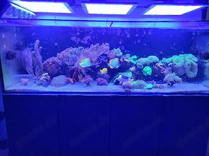 Beckenauflösung, Meerwasser, Aquarium, Korallen