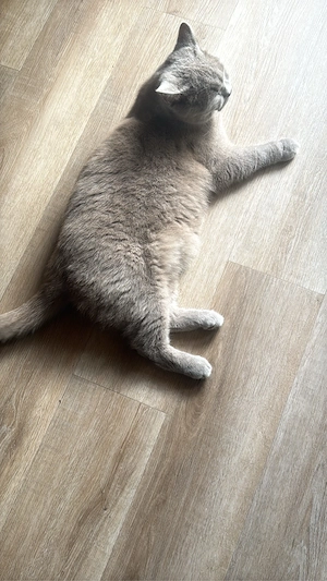 Kater und Katze suchen ein neues Zuhause Bild 3